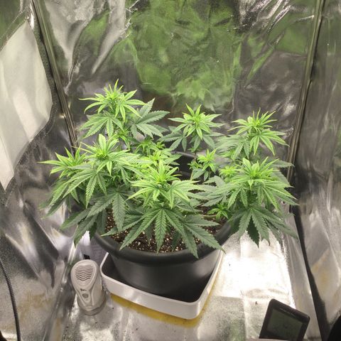 Special Kush #1 (Fem)  growlog timeline photo