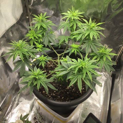 Special Kush #1 (Fem)  growlog timeline photo