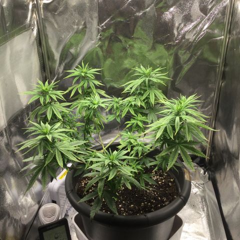 Special Kush #1 (Fem)  growlog photo: 1 Blüte Woche 