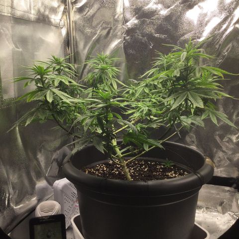 Special Kush #1 (Fem)  growlog photo: 1 Blüte Woche 