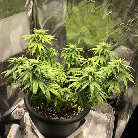 Special Kush #1 (Fem)  growlog timeline photo