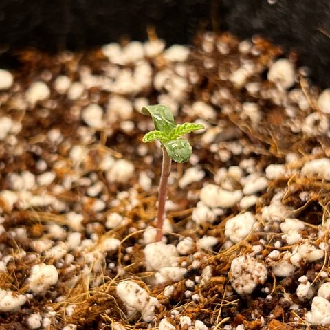 Jack Herer growlog timeline photo