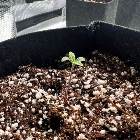 Jack Herer growlog timeline photo