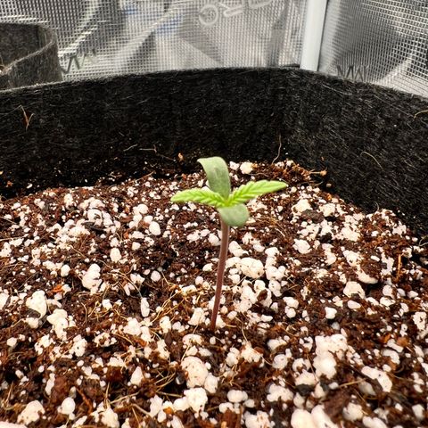 Jack Herer growlog timeline photo