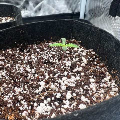 Jack Herer growlog timeline photo