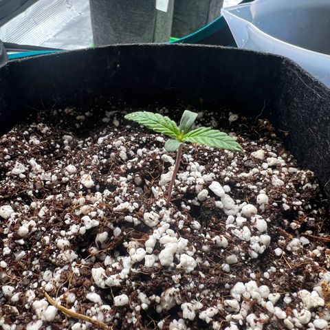 Jack Herer growlog timeline photo
