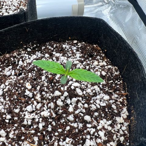 Jack Herer growlog timeline photo