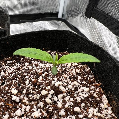 Jack Herer growlog timeline photo