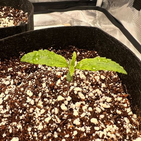 Jack Herer growlog timeline photo
