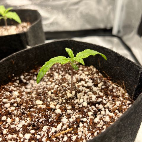 Jack Herer growlog timeline photo