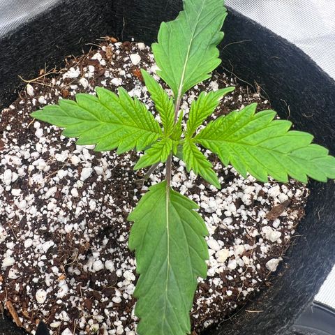 Jack Herer growlog timeline photo