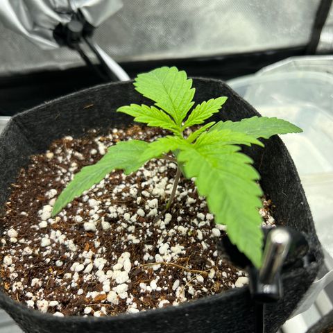 Jack Herer growlog timeline photo