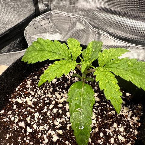Jack Herer growlog timeline photo