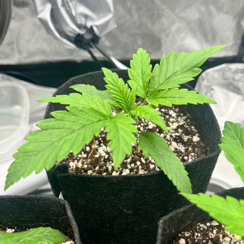 Jack Herer growlog timeline photo