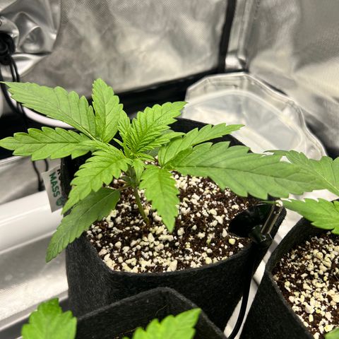 Jack Herer growlog timeline photo