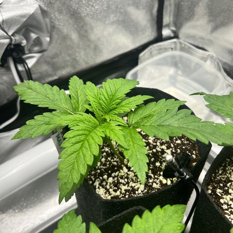 Jack Herer growlog timeline photo