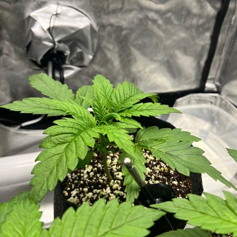 Jack Herer growlog timeline photo