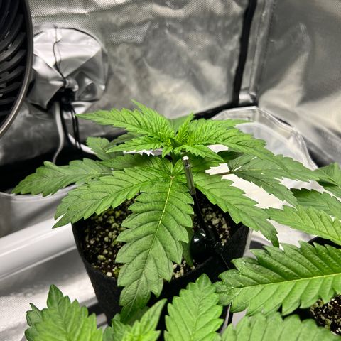 Jack Herer growlog timeline photo