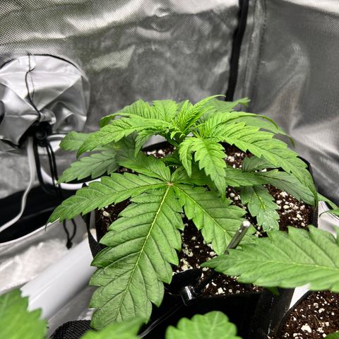 Jack Herer growlog timeline photo