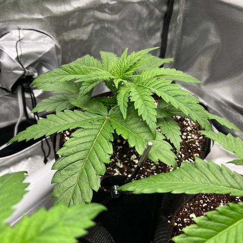 Jack Herer growlog timeline photo