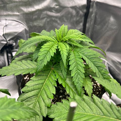 Jack Herer growlog timeline photo