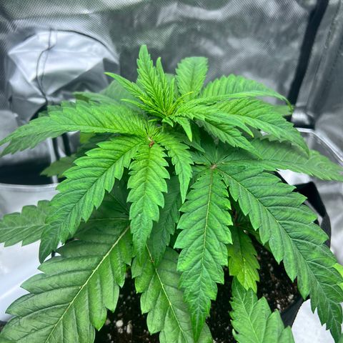 Jack Herer growlog timeline photo