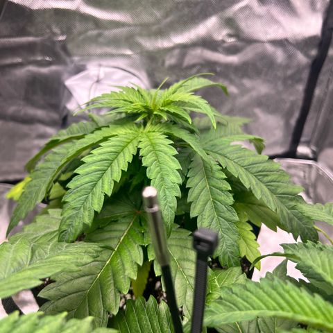 Jack Herer growlog timeline photo