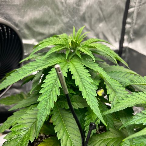 Jack Herer growlog timeline photo