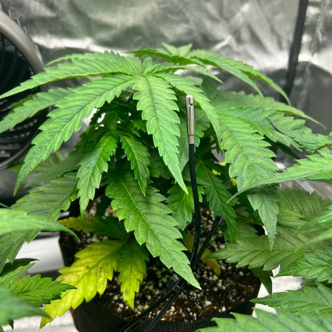 Jack Herer growlog timeline photo