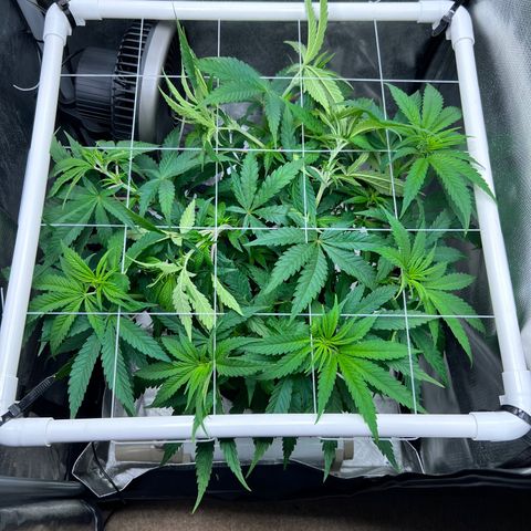 Jack Herer growlog timeline photo