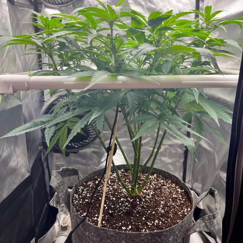 Jack Herer growlog timeline photo