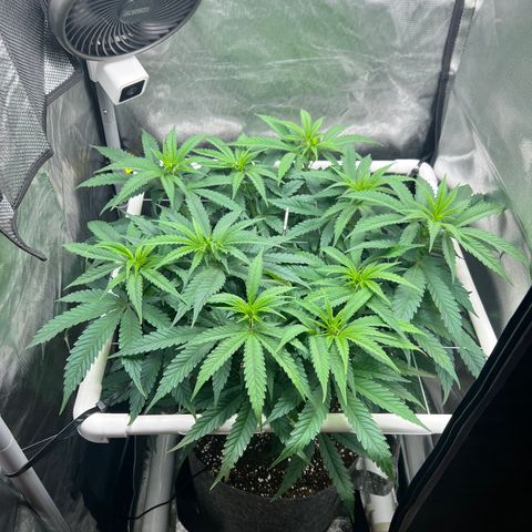 Jack Herer growlog timeline photo