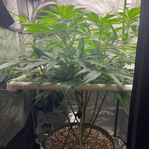 Jack Herer growlog timeline photo