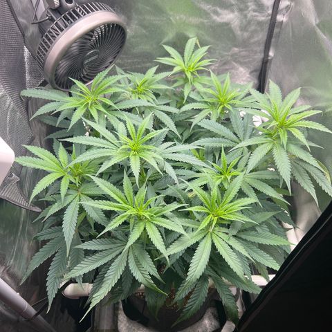 Jack Herer growlog timeline photo