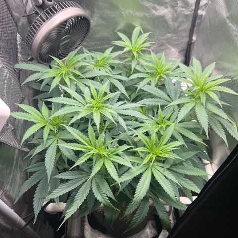 Jack Herer growlog timeline photo