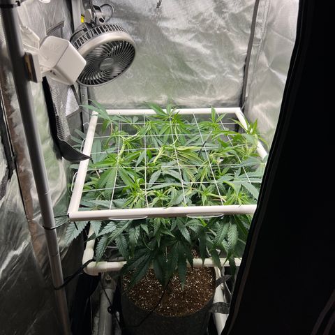 Jack Herer growlog timeline photo