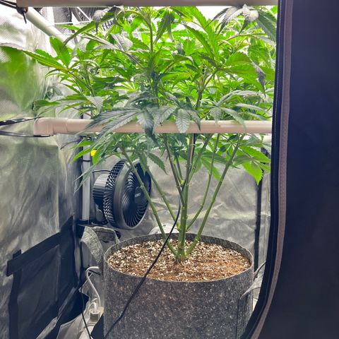 Jack Herer growlog timeline photo