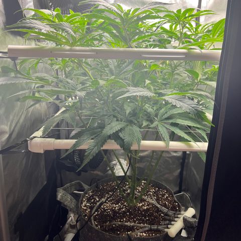 Jack Herer growlog timeline photo