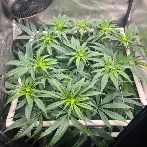 Jack Herer growlog timeline photo