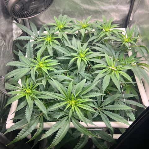 Jack Herer growlog timeline photo