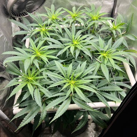 Jack Herer growlog timeline photo