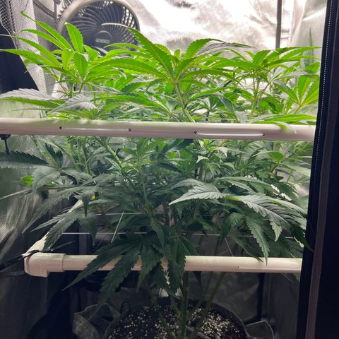 Jack Herer growlog timeline photo