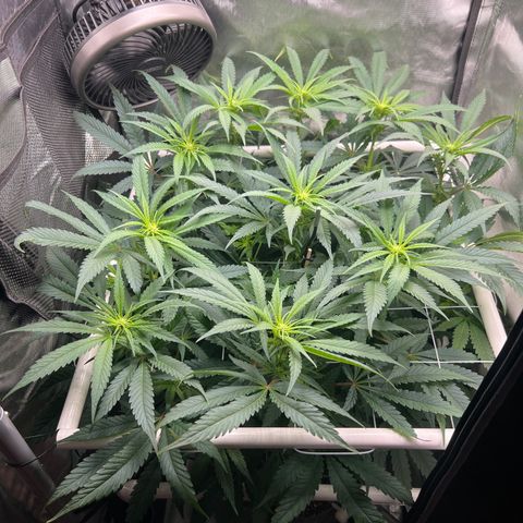 Jack Herer growlog timeline photo