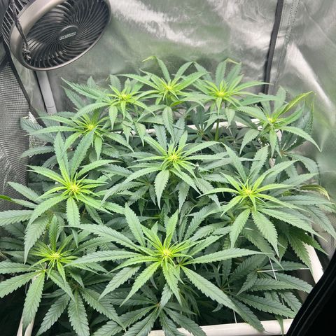Jack Herer growlog timeline photo