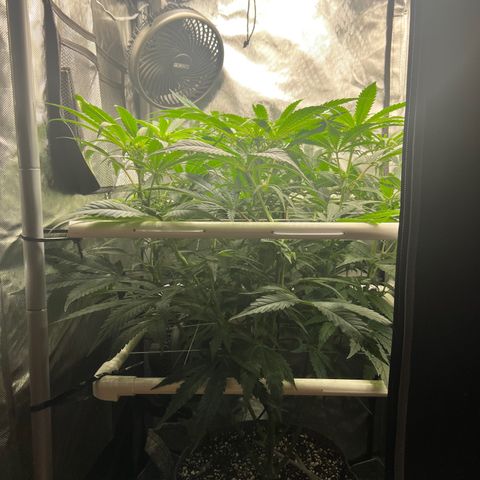 Jack Herer growlog timeline photo