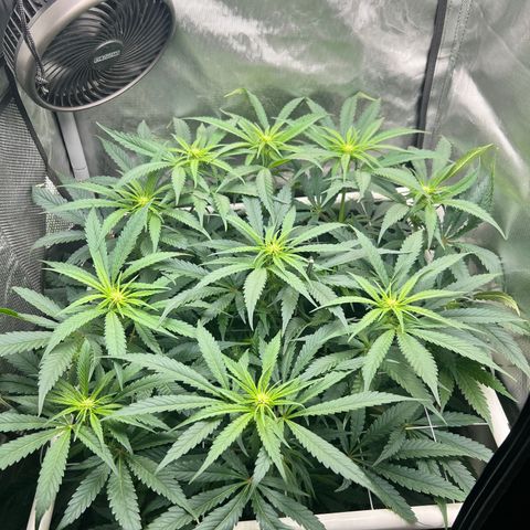 Jack Herer growlog timeline photo