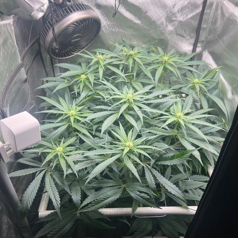 Jack Herer growlog timeline photo