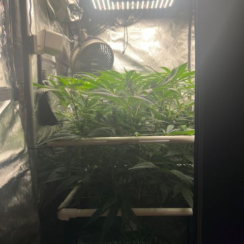 Jack Herer growlog timeline photo
