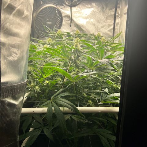 Jack Herer growlog timeline photo