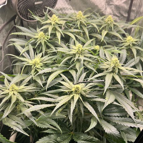 Jack Herer growlog timeline photo